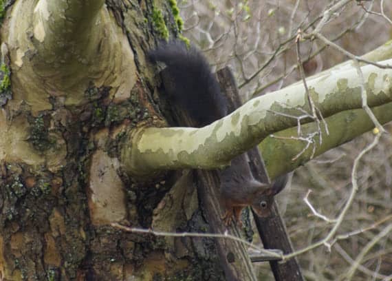 Eichhörnchen benutzt Leiter